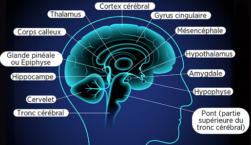Lobes du cerveau