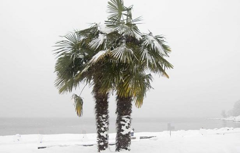 Palmiers en antarctique